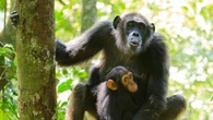 Descubren que los chimpancés se comunican imitando solo a sus familiares maternos e ignoran a los paternos
