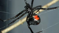 Empieza la temporada de la araña violinista en zonas del Meditreráneo: las frutas que puedes usar para alejarlas de tu casa