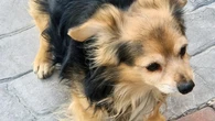 La Guardia civil abre investigación contra un joven que rompió el fémur a un perro de una patada en Murcia