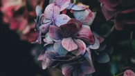 Se les pide a los jardineros que dejen de plantar hortensias debido al asesino silencioso