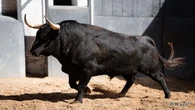 Estos son los imponentes toros de Jandilla para una tarde de alto voltaje en Las Ventas