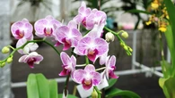El ingrediente natural que hace florecer las orquídeas sin usar a los posos de café