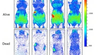 Nuestro cuerpo emite una luz visible que se apaga cuando morimos, confirma un estudio