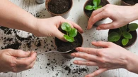 Los científicos finalmente descubren qué hace que las plantas crezcan más rápido y más fuertes