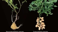 Y así es como los tomates se convirtieron en patatas hace 9 millones de años