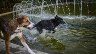 Cómo proteger a tus mascotas del calor asfixiante del verano