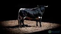 Estos son los toros de Benítez Cubero y Pallarés para esta tarde de rejones en Madrid