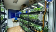 La Ertzaintza desmantela en Guipúzcoa 3 plantaciones con más de 5.400 plantas de marihuana