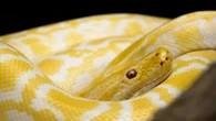 Crean un antídoto 'único' contra el veneno de serpiente a partir de un hombre mordido 200 veces