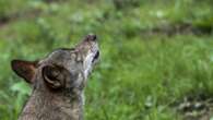 Victoria histórica del campo asturiano: el lobo deja de ser especie protegida y podrán hacerse controles