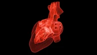 Una web gratuita calcula la edad "real" de tu corazón y qué enfermedad tiene más riesgo de sufrir