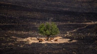 Un anciano de Burgos, tajante sobre la razón detrás de la ola de incendios en España: "El trabajo en los montes ya no existe, ahora hay un fuego y nos quedamos sin pueblo"