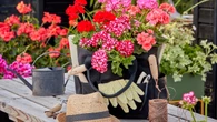 Experto revela tres claves para que los geranios estén siempre en flor: “Así lo hago yo y nunca fallo"