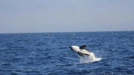 El Partido Animalista se suma a la petición de calificar el Estrecho de Gibraltar como santuario marino para proteger a las orcas