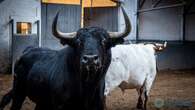 Estos son los impresionantes toros para el mano a mano de hoy en Madrid