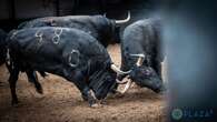 Así son los toros de Fuente Ymbro para esta tarde de otoño en Madrid