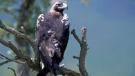 El Águila Imperial ibérica regresa a Marruecos tras 50 años de ausencia