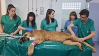 Dos leoneses africanos del Parque Natural de Cabárceno reciben un tratamiento pionero en el Hospital Veterinario de la Universidad de León