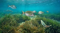 El cambio climático amenaza a los peces de aguas profundas