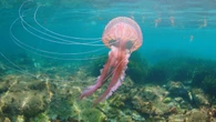 Las medusas han llegado este año antes de lo esperado al Mediterráneo y más tarde al Atlántico