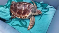 Liberan en Magaluf una tortuga marina tras casi un año de recuperación en Palma Aquarium