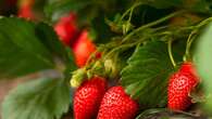 Un experto revela como limpiar las fresas para eliminar suciedad y pesticidad