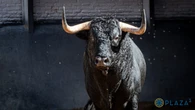 Estos son los impactantes toros de Juan Luis Fraile para la cita torista de esta noche en Las Ventas