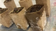 Un jardinero se preocupa tras intentar usar rollos de papel higiénico para las plántulas: "Soy bastante nuevo en jardinería"