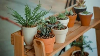 El nuevo método para aliviar el estrés y la ansiedad: solo necesitas tener esta planta cerca