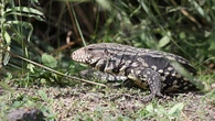 Las autoridades emiten una advertencia después de que los excursionistas detectaran un enorme lagarto invasor acechando en un parque: "Si lo ve, aléjese con seguridad".