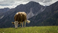 ¿Por qué Francia debe entregar a España vacas cada año? La historia del tratado más antiguo de Europa
