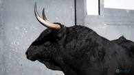 Estos son los serios toros elegidos para el último compromiso de Roca Rey esta primavera en Las Ventas