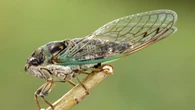 Las cigarras se ciñen con precisión al sol para cantar