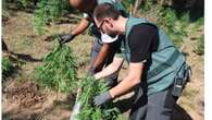 La Guardia Civil de Teruel detiene a un albanés que protegía una plantación de marihuana desde un vivac