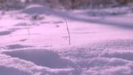 La nieve rosa, un fenómeno fascinante pero dañino