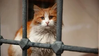 Detienen al 'narco-michi' en Costa Rica: el gato que utilizaban para el contrabando de droga