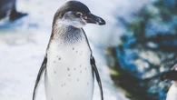 Un pingüino provoca un accidente de helicóptero en Sudáfrica al viajar en el asiento del pasajero
