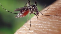 Siguen sumándose casos de Chikunguña en Italia: el alcalde de Borgo Venezia anuncia tres días de desinfección