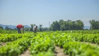 La Justicia ratifica la incapacidad permanente para una mujer que trabajaba el campo y abortó por una picadura de abejorro