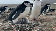 Los pingüinos están modificando la Antártida para siempre: con sus heces