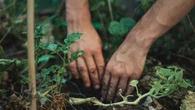Un experto en jardinería afirma que un alimento clave puede revivir plantas muertas y hacerlas florecer de nuevo en días