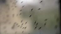Cataluña será invadida por una plaga de insectos: sus razones y la mejor forma de defenderse