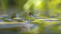 Adiós a los mosquitos con este método natural: papel higiénico y un truco casero que sí funciona