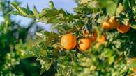 Mercadona prevé comprar 57.650 toneladas de naranjas cultivas en la Comunidad Valenciana