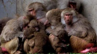 Un zoo alemán ejecuta a doce babuinos perfectamente sanos por "superpoblación" y siembra la polémica