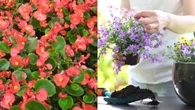Las 12 plantas perfectas para balcones o jardines pequeños