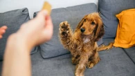 ¿Cuál es la mejor manera de llamar a un perro para que te haga caso?