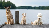 Alerta de Sanidad: ordena la retirada inmediata de estos productos para perros y gatos