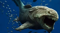 La megafauna marina existe, no hemos buscado donde correspondía