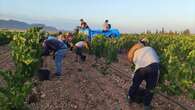 Treinta y ocho vinos de siete bodegas de Jumilla entran en la guía Parker